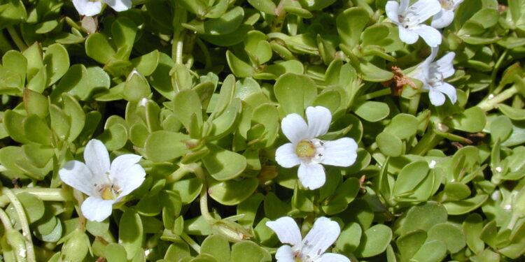 Bacopa monnieri - Reprodução