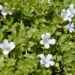 Bacopa monnieri - Reprodução