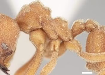 Sericomyrmex amabilis - Reprodução