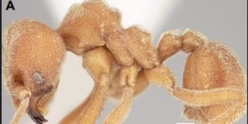 Sericomyrmex amabilis - Reprodução