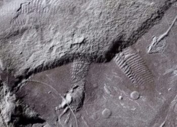 (Imagem de Lorenzo Marchetti, Museu de História Natural de Berlim.)