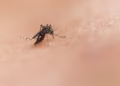 Mosquito - Reprodução/Unsplash