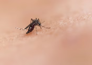 Mosquito - Reprodução/Unsplash