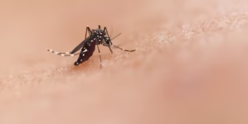 Mosquito - Reprodução/Unsplash