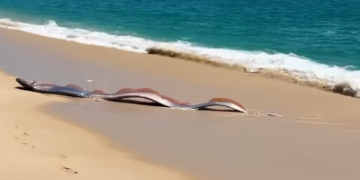 Peixe do fim do mundo