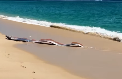 Peixe do fim do mundo