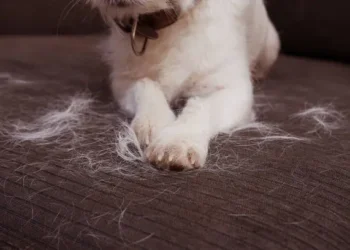 Pelos - Reprodução/iStock