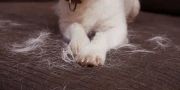 Pelos - Reprodução/iStock