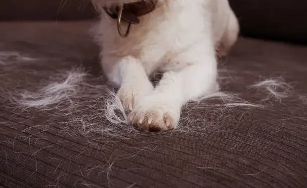 Pelos - Reprodução/iStock