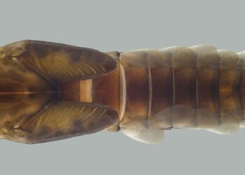 Espécie Americabaetis puri - Neotropical Entomology