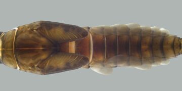 Espécie Americabaetis puri - Neotropical Entomology