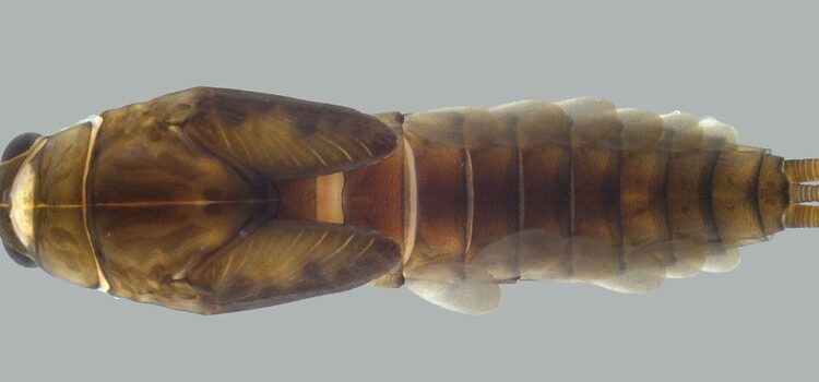 Espécie Americabaetis puri - Neotropical Entomology