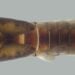 Espécie Americabaetis puri - Neotropical Entomology