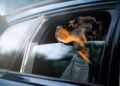 Pet no carro - Reprodução/iStock
