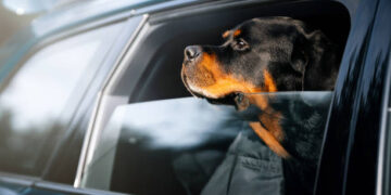 Pet no carro - Reprodução/iStock