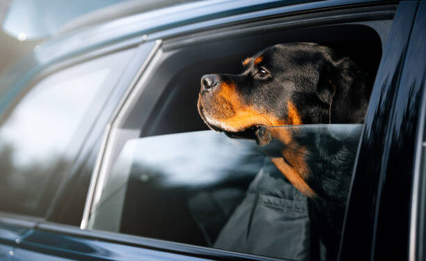 Pet no carro - Reprodução/iStock