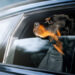 Pet no carro - Reprodução/iStock