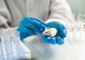 Ratos - Reprodução/iStock