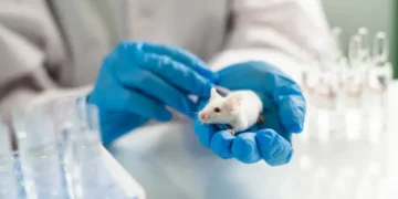Ratos - Reprodução/iStock
