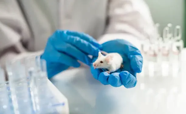 Ratos - Reprodução/iStock