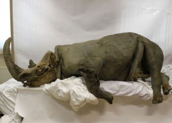 Foto de Mammoth museum of North-Eastern Federal University