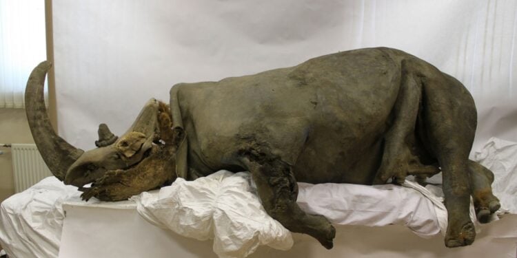 Foto de Mammoth museum of North-Eastern Federal University