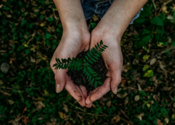 Pesquisa usa DNA de planta para ajudar a escolher mudas quase perfeitas