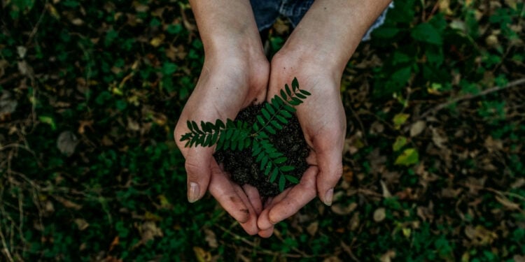 Pesquisa usa DNA de planta para ajudar a escolher mudas quase perfeitas