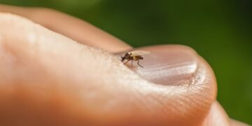 Inseto que você quase não vê já está mudando a vida de muita gente