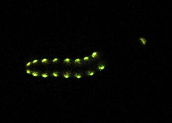 Luz de larva rara pode ajudar a detectar câncer em tempo real