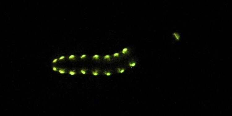 Luz de larva rara pode ajudar a detectar câncer em tempo real