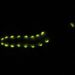 Luz de larva rara pode ajudar a detectar câncer em tempo real