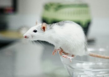 Ciência busca métodos substitutos para testes sem uso de animais