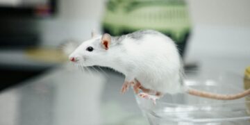 Ciência busca métodos substitutos para testes sem uso de animais