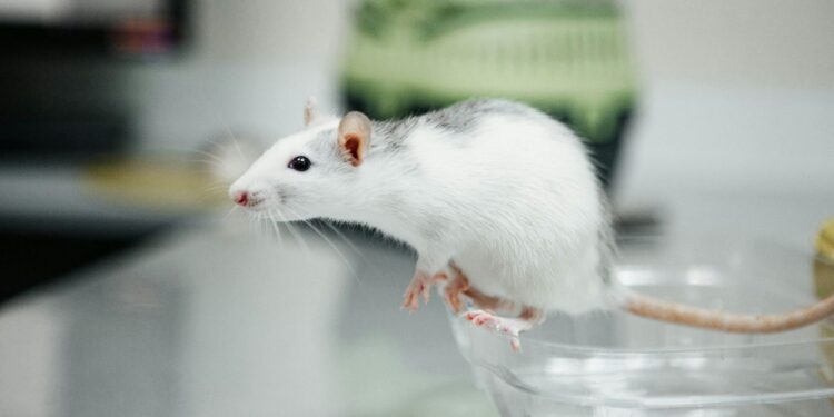 Ciência busca métodos substitutos para testes sem uso de animais