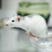 Ciência busca métodos substitutos para testes sem uso de animais