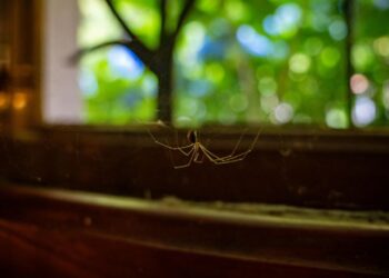 Spray caseiro pode acabar com as aranhas em casa sem usar produto químico