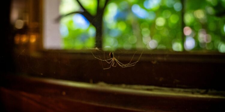 Spray caseiro pode acabar com as aranhas em casa sem usar produto químico