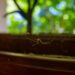 Spray caseiro pode acabar com as aranhas em casa sem usar produto químico