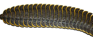 Arthropleura - Reprodução