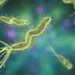 Helicobacter pylori - Reprodução/iStock