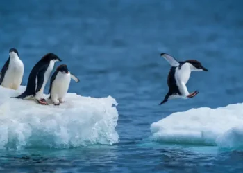 Pinguim - Reprodução/iStock