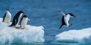 Pinguim - Reprodução/iStock