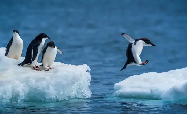 Pinguim - Reprodução/iStock