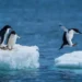 Pinguim - Reprodução/iStock