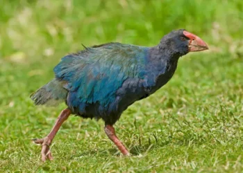 Takahē - Reprodução/Unsplash/Gerald Corsi