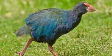 Takahē - Reprodução/Unsplash/Gerald Corsi