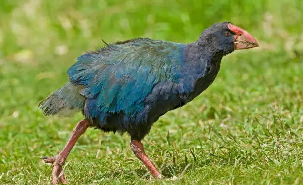Takahē - Reprodução/Unsplash/Gerald Corsi