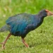 Takahē - Reprodução/Unsplash/Gerald Corsi