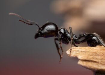 Picada de formiga considerada a mais dolorosa do mundo intriga cientistas